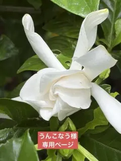 うんこなう様 専用ページ　クチナシ　切り花　速達発送のサムネイル