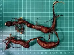 オペルクリカリア パキプス パワータンク　３本のサムネイル