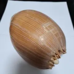 貝殻