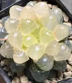 多肉植物 ハオルチア 白月万象錦 糊斑 - メルカリ