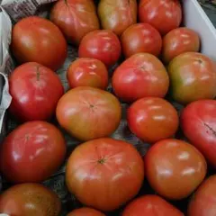 ※pon様専用 はれそらトマトB品4㎏② 1月下旬頃発送