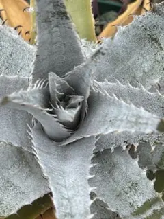 種子 DBディッキア Dyckia Bill Baker hyb #12 ⑴ - メルカリ