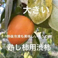 熟柿用