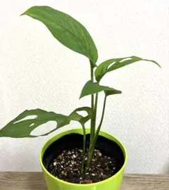 2025年最新】モンステラ オブリクアの人気アイテム - メルカリ