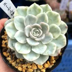 現物］多肉植物 韓国苗 スウェットボール ① スエットボール - メルカリ