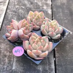 riki☆様 リクエスト 4点 まとめ商品