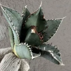 2026年最新】アガベ悪魔の人気アイテム - メルカリ