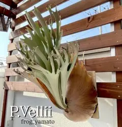 ケンジ様 リクエスト 2点 まとめ商品