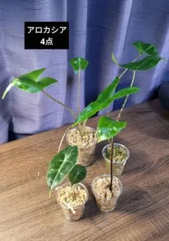 2025年最新】アロカシアスティングレイの人気アイテム - メルカリ
