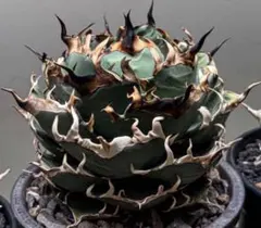 2025年最新】アガベ チタノタ ハデスの人気アイテム - メルカリ