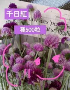 ♪ 센니치쿠비 ✩ 500종을 저렴한 가격에 증정!