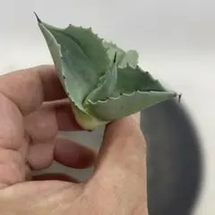 アガベ　オバティフォリア　ドワーフのサムネイル