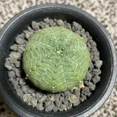 専用　陶器入り　オベサ　オベサ　美模様　幅7.4cm 　ホリダ　信楽焼 CATEGORY ユーフォルビア - Euphorbia - | 陶賊 -TOUZOKU- b