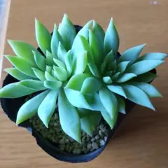 kinkuma0614様 リクエスト 2点 まとめ商品