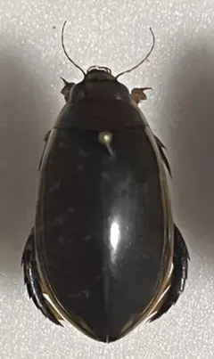 2026年最新】コガタノゲンゴロウの人気アイテム - メルカリ