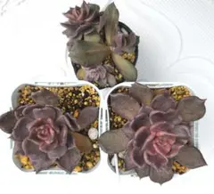 クリンのママさん様 リクエスト 2点 まとめ商品