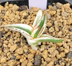 2025年最新】アガベ 氷山の人気アイテム - メルカリ