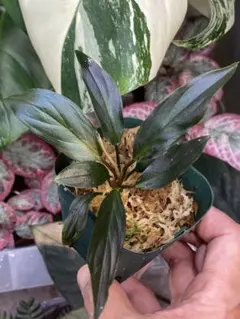 2025年最新】ホマロメナ 濡烏の人気アイテム - メルカリ