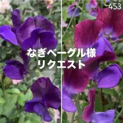 453なぎベーグル様 リクエスト 2点 まとめ商品・スィートピーマツカナ・青紫