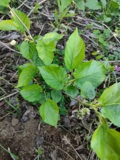 農薬不使用 マルベリー 桑の葉 生葉 80 サイズ箱に1杯‼️ - メルカリ
