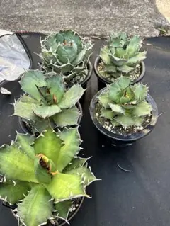 ガレージM様 リクエスト 2点 まとめ商品