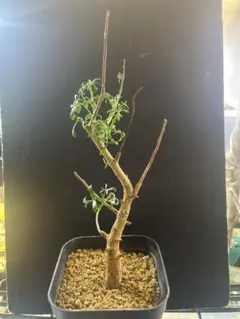Schefflera 'Compacta ' 盆栽 シェフレラ 古木 - メルカリ