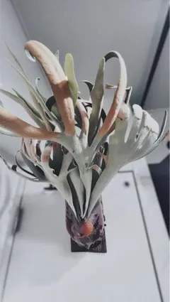 2025年最新】elsa ビカクシダの人気アイテム - メルカリ