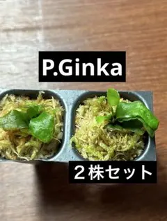 P.GINKA Spore ビカクシダ ギンカ（スポア） 胞子培養ケース　おまけ P.GINKA Spore ビカクシダ ギンカ（スポア） 胞子培養ケース おまけ