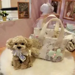 モールトイプードル　ラテ