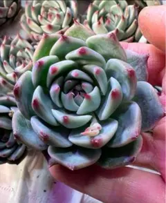 もっちょ様 リクエスト 4点 まとめ商品