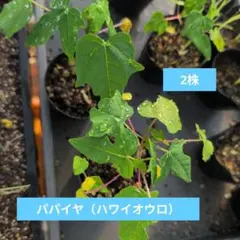パパイヤ 苗 ハワイオウロ 果樹植物 パパイア 果物・フルーツ・沖縄