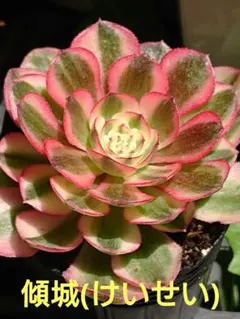 ☆多肉植物☆白鳳錦・アエオニウム☆ - メルカリ