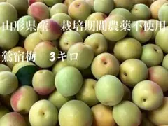 山形県産 白加賀梅 3キロ 栽培期間中農薬不使用　コンビニ払い不可のサムネイル