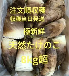 京都産 報恩寺筍 白子筍2キロ - メルカリ