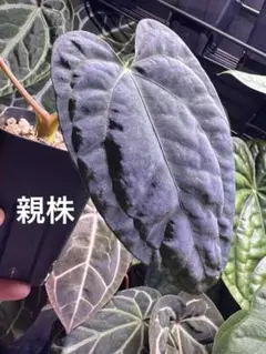 アンスリウム　(パピリラミナム × サブシグナツム) x ポーティラエ Anthurium Subsignatum x Portillae – ProtoLeaf