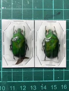 2025年最新】カナブン 標本の人気アイテム - メルカリ