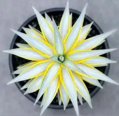 2025年最新】アガベ高級株の人気アイテム - メルカリ