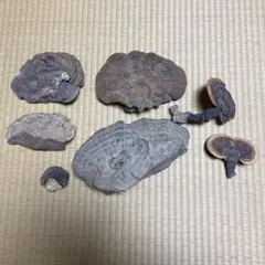 霊芝　大小7個セット