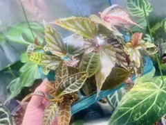 た*お様 お盆セール コモレビアーバンリバー 胞子培養株 タッパごと
