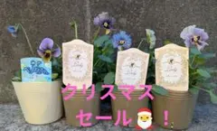 2025年最新】ビオラ レディの人気アイテム - メルカリ