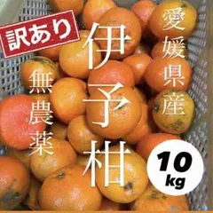 アイ様専用　愛媛　完熟　訳あり伊予柑　10キロ