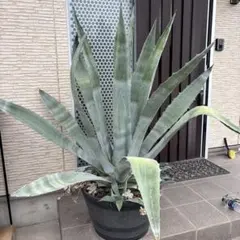 kotakotaさま専用 リュウゼツラン　①
