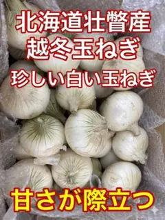 北海道産　ホワイトベアー Mサイズ　30個前後　5.5kg以上 越冬玉ねぎのサムネイル