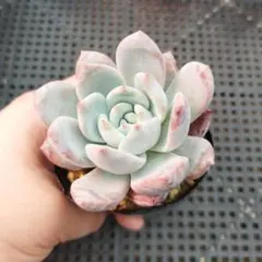 2025年最新】ホーリンゼ 多肉の人気アイテム - メルカリ