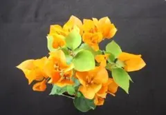 2025年最新】ブーゲンビリア苗の人気アイテム - メルカリ