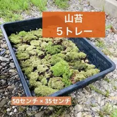 SALE通常10800円の品　お得な3トレー分　天然山苔　アラハシラガゴケ 限定SALE3トレー分通常10800円の品 天然山苔 ヤマゴケ