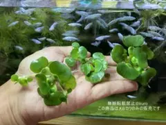 sousi1102様 リクエスト 2点 まとめ商品