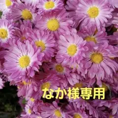 食用菊もってのほか苗　2本のサムネイル