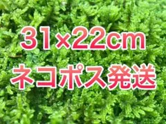 ハイゴケ　31cm×22cm ネコポス発送のサムネイル