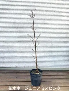 3/8迄特価！】八重紅しだれ桜 八重咲き 苗木 4号ロングポット - メルカリ